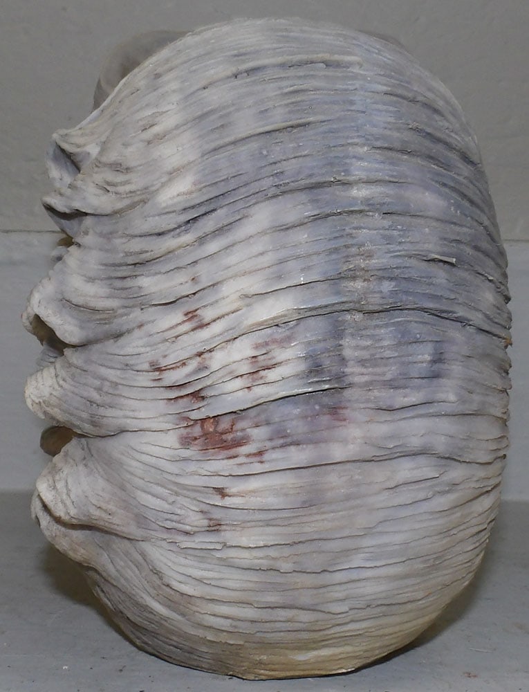 Resin Decorative Shell - 3