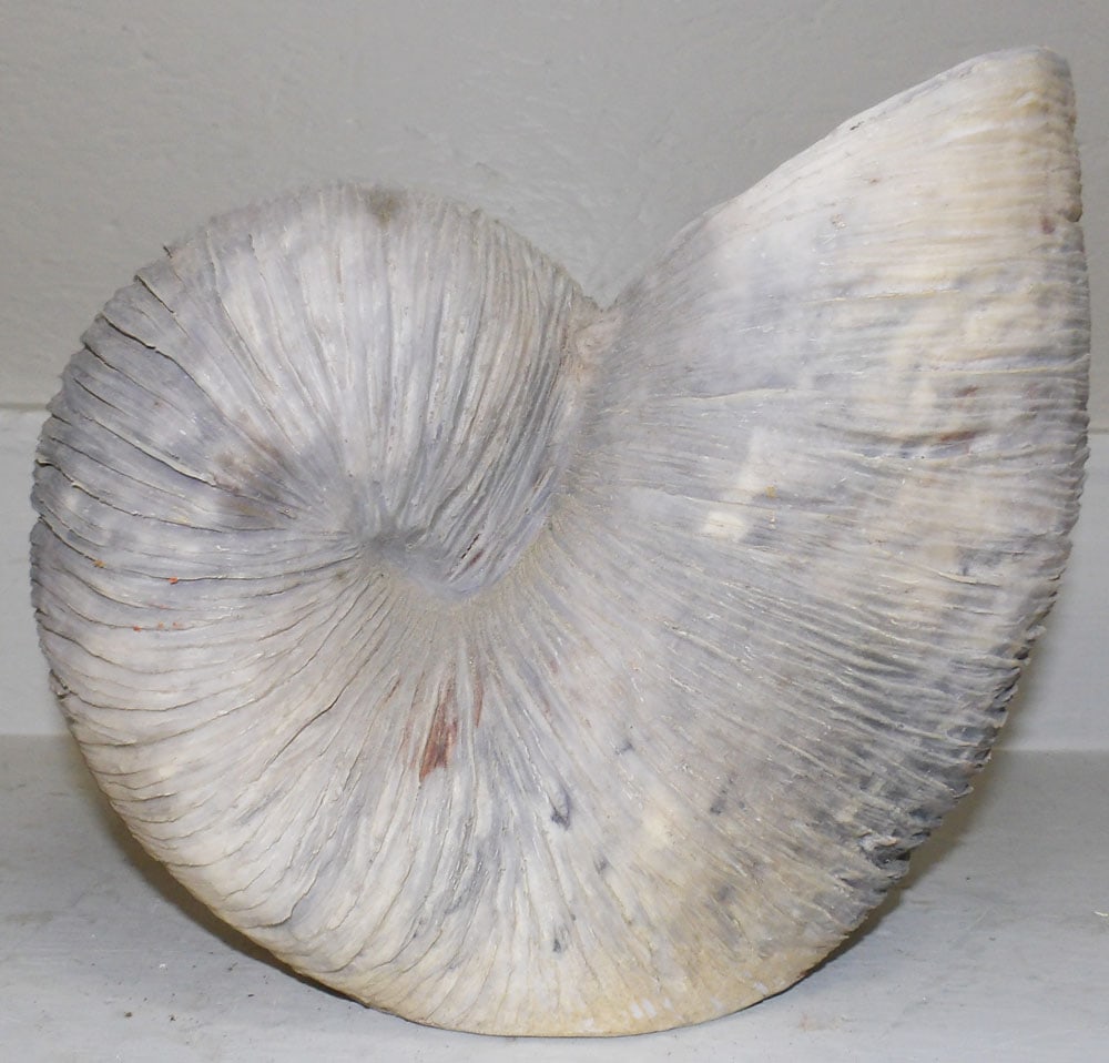Resin Decorative Shell - 4