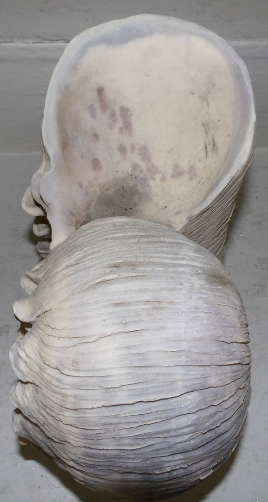 Resin Decorative Shell - 5