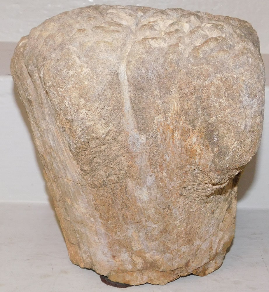 Stone Fossil - 2