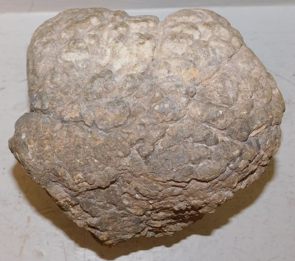 Stone Fossil - 3