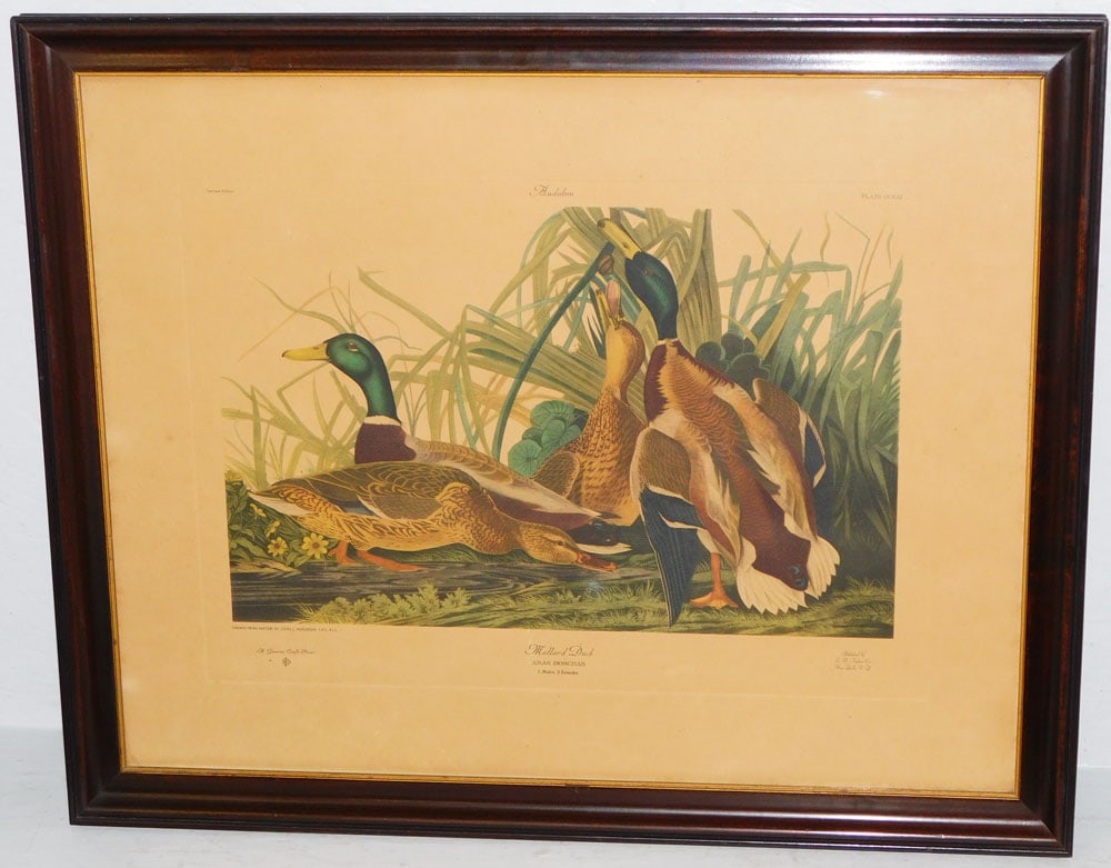 Framed Colored Engraving of Mallard Ducks by John J Audubon (1 of 8)