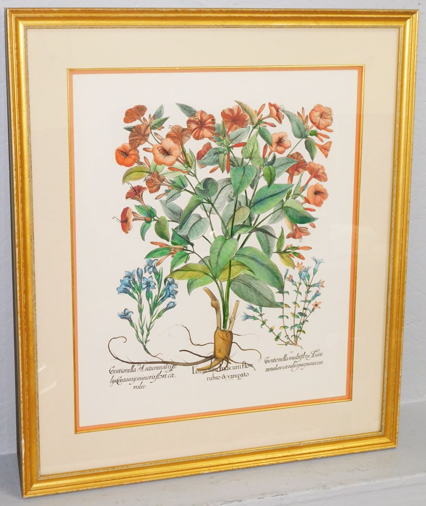 Framed & Matted Botanical Watercolor Illustration of Three Plants Attributed to Besler: Framed & Matted Botanical Watercolor Illustration of Three Plants Attributed to Besler. 30 1/2" x 26 1/2" "ALL DESCRIPTIONS AND ANY CONDITION STATEMENT GIVEN BY LANGSTON AUCTION GALLERY ARE STRICTLY