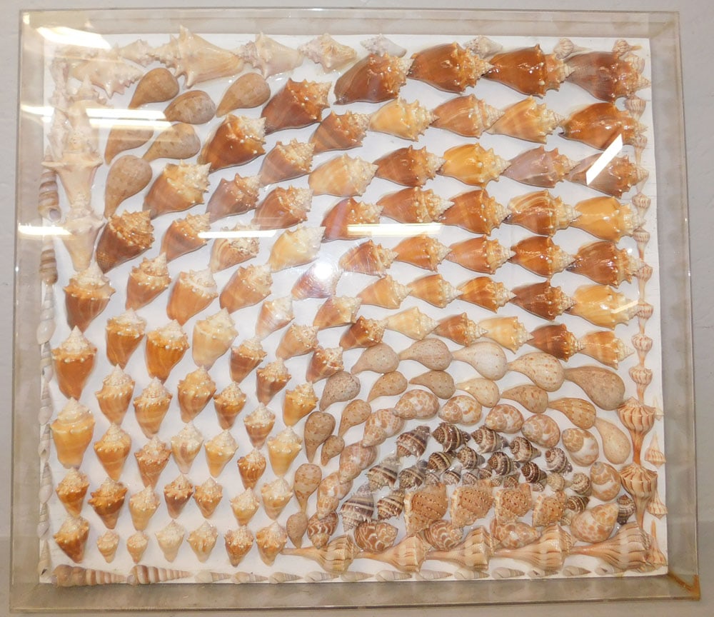 Sea Shell Collage in Acrylic Enclosed Frame: Sea Shell Collage in Acrylic Enclosed Frame . 22 1/2" x 25 1/2" "ALL DESCRIPTIONS AND ANY CONDITION STATEMENT GIVEN BY LANGSTON AUCTION GALLERY ARE STRICTLY OPINIONS AND LANGSTON'S SHALL HAVE NO
