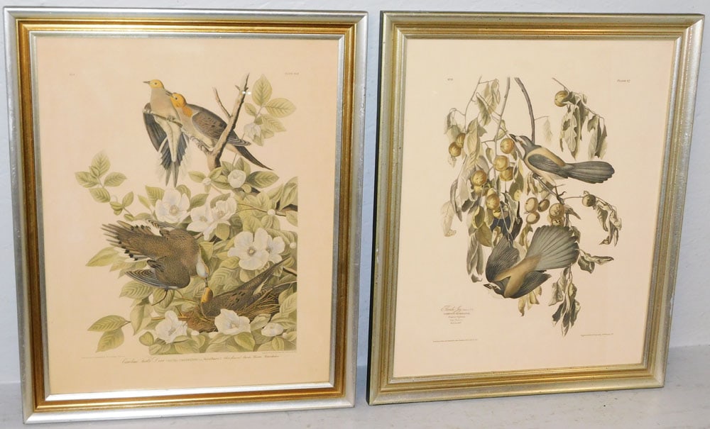 Pair of Framed Colored Bird Engravings by John J. Audubon, "Florida Jay" & "Carolina Turtle Dove" (1 of 12)