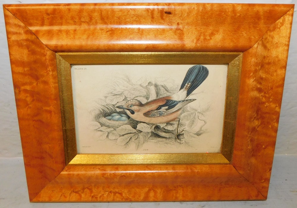 Framed Bird's Eye & Curly Maple Colored Bird Engraving of a Jay: Framed Bird's Eye & Curly Maple Colored Bird Engraving of a Jay. 8 1/4" x 10 3/4" "ALL DESCRIPTIONS AND ANY CONDITION STATEMENT GIVEN BY LANGSTON AUCTION GALLERY ARE STRICTLY OPINIONS AND LANGSTON'S