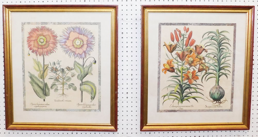 Two Botanical Hand Colored Engravings: Two Botanical Hand Colored Engravings . 27 1/4" x 24 1/4" "ALL DESCRIPTIONS AND ANY CONDITION STATEMENT GIVEN BY LANGSTON AUCTION GALLERY ARE STRICTLY OPINIONS AND LANGSTON'S SHALL HAVE NO