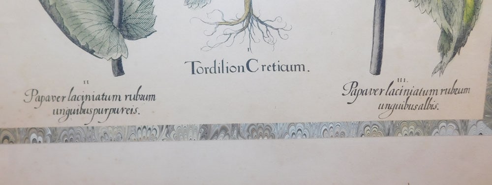 Two Botanical Hand Colored Engravings - 3