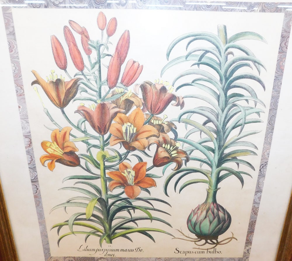 Two Botanical Hand Colored Engravings - 5
