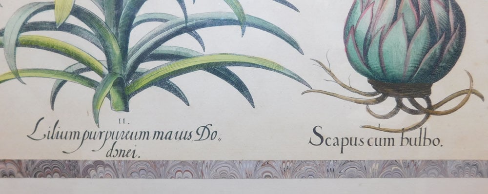 Two Botanical Hand Colored Engravings - 6
