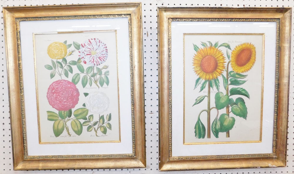 Pair of Framed Hand Colored Botanical Engravings: Pair of Framed Hand Colored Botanical Engravings . 26 1/2" x 21 3/4" "ALL DESCRIPTIONS AND ANY CONDITION STATEMENT GIVEN BY LANGSTON AUCTION GALLERY ARE STRICTLY OPINIONS AND LANGSTON'S SHALL HAVE NO