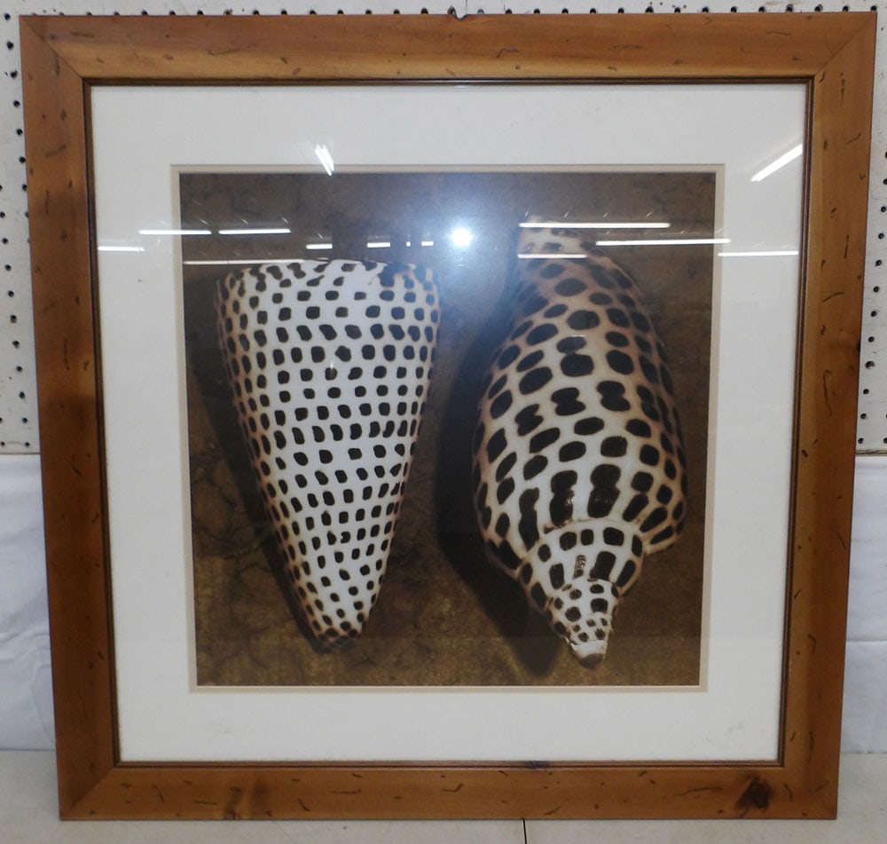 Heart Pine Framed Photo of Shells: Heart Pine Framed Photo of Shells. 30 1/2" x 30 1/2" ALL DESCRIPTIONS AND ANY CONDITION STATEMENT GIVEN BY LANGSTON AUCTION GALLERY ARE STRICTLY OPINIONS AND LANGSTON'S SHALL HAVE NO RESPONSIBILITY