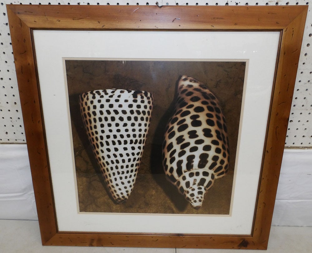 Heart Pine Framed Photo of Shells - 2