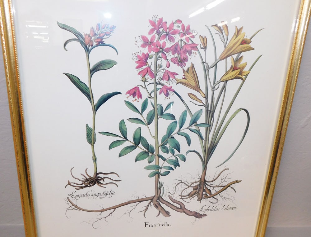 Framed Botanical Print - 2