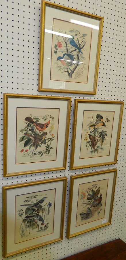(5) Colored bird prints or engravings.: (5) Colored bird prints or engravings by Arthur Singer. 14" x 16".