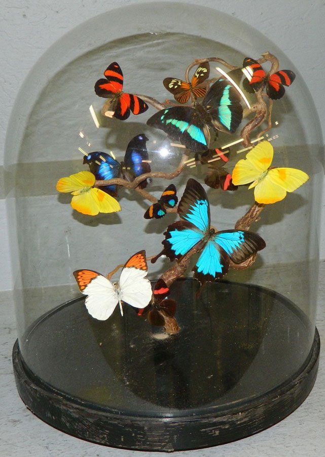 Preserved butterflies under glass dome.