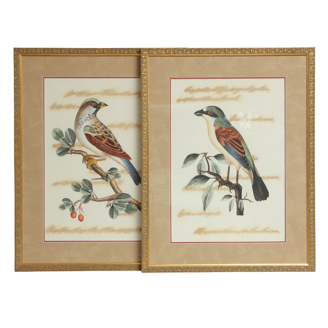 Pair of Bird Prints: A pair of bird prints in gold frames, under glass. 21.75w, 28h inches.