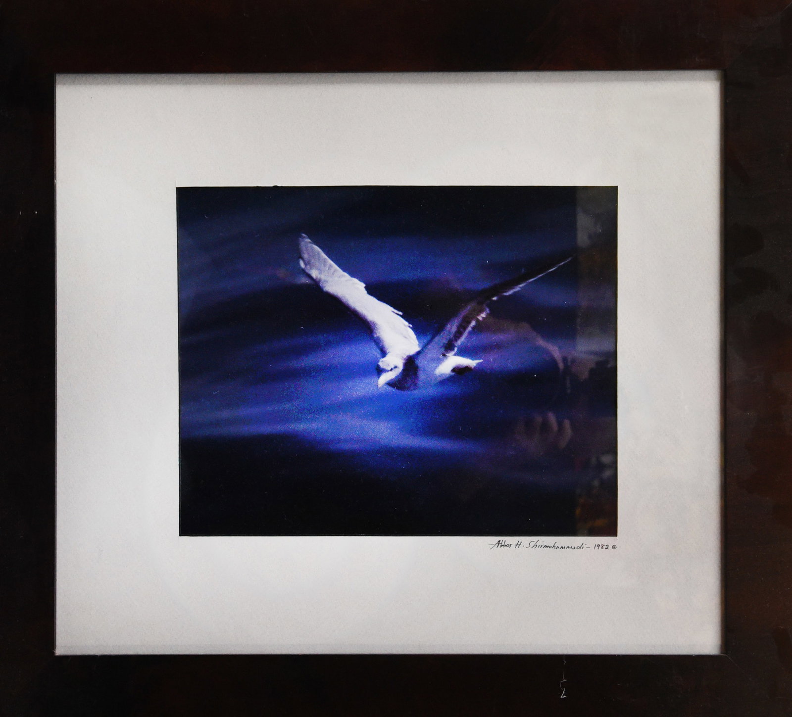 Moonlit Flight: Capture the magic of a moonlit night with this photograph by 4th generation photographer, Abbas Shirmohammadi. A bird takes flight over a dark expanse of water, its wings catching the silvery light of
