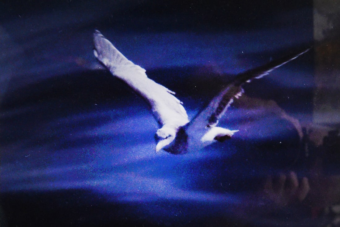 Moonlit Flight - 2