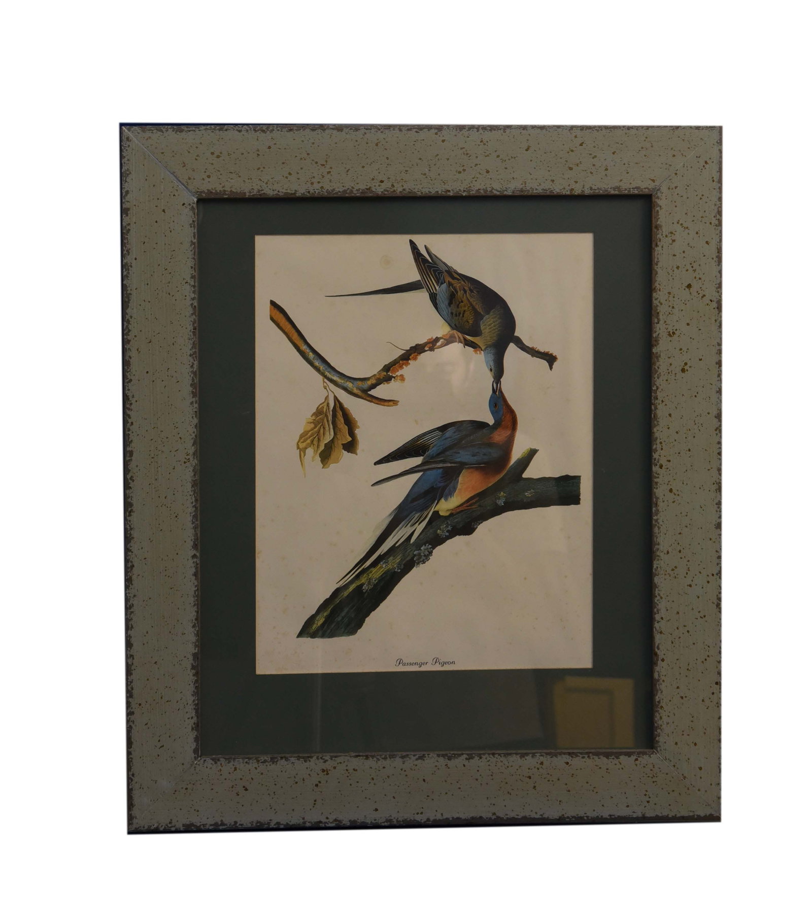 Passenger Pigeons (Ectopistes migratorius) - After John James Audubon (1 of 1)