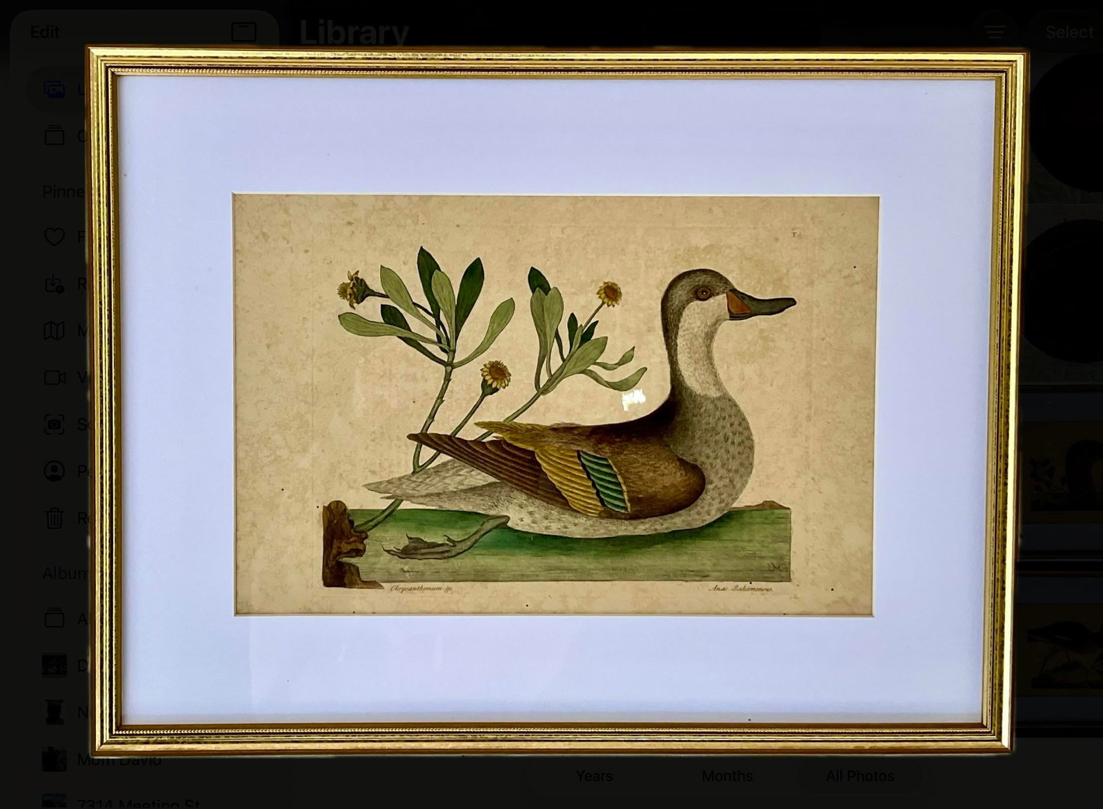 18th Century Framed Engravings by Mark Catesby, Set of Four Birds - 10