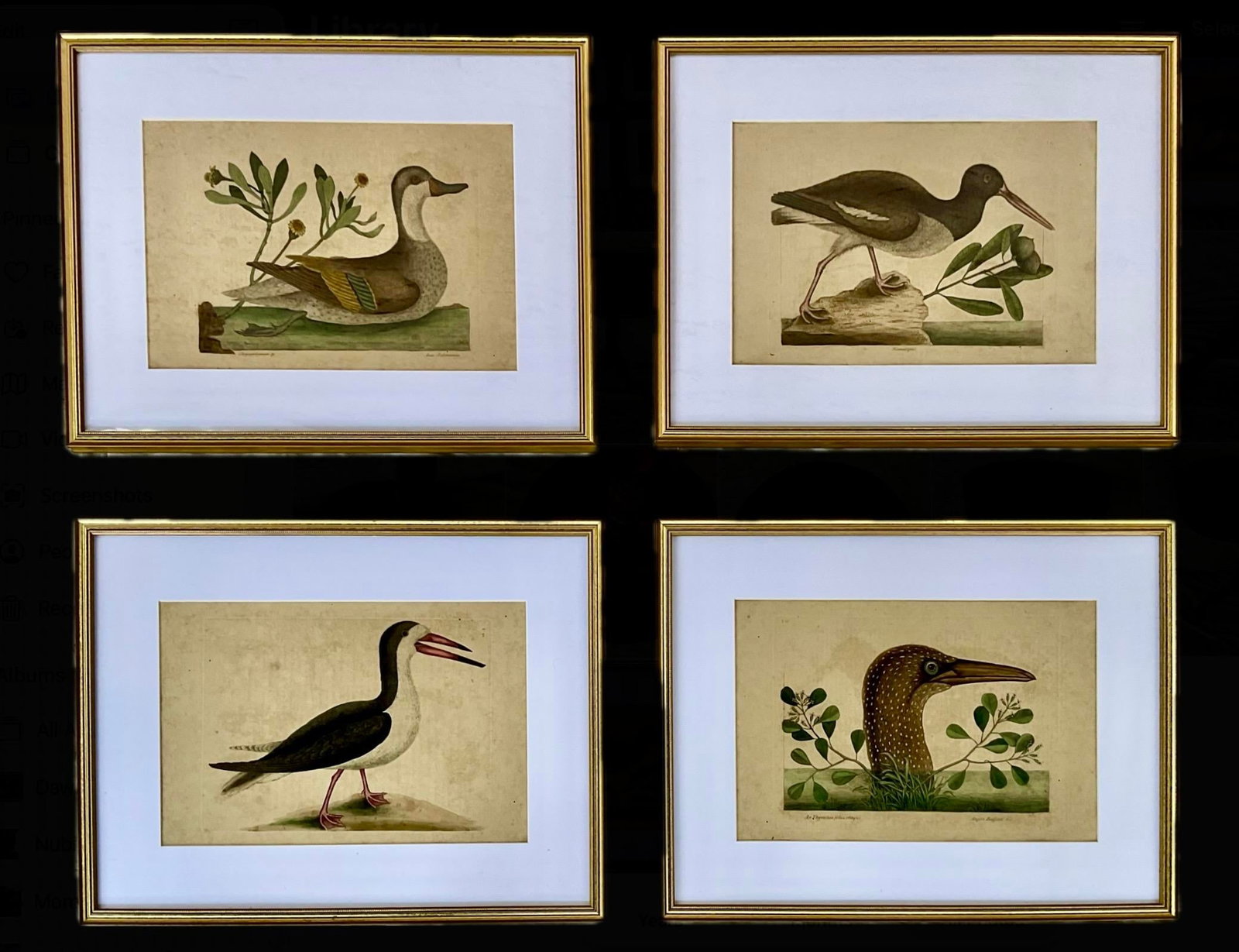 18th Century Framed Engravings by Mark Catesby, Set of Four Birds - 12