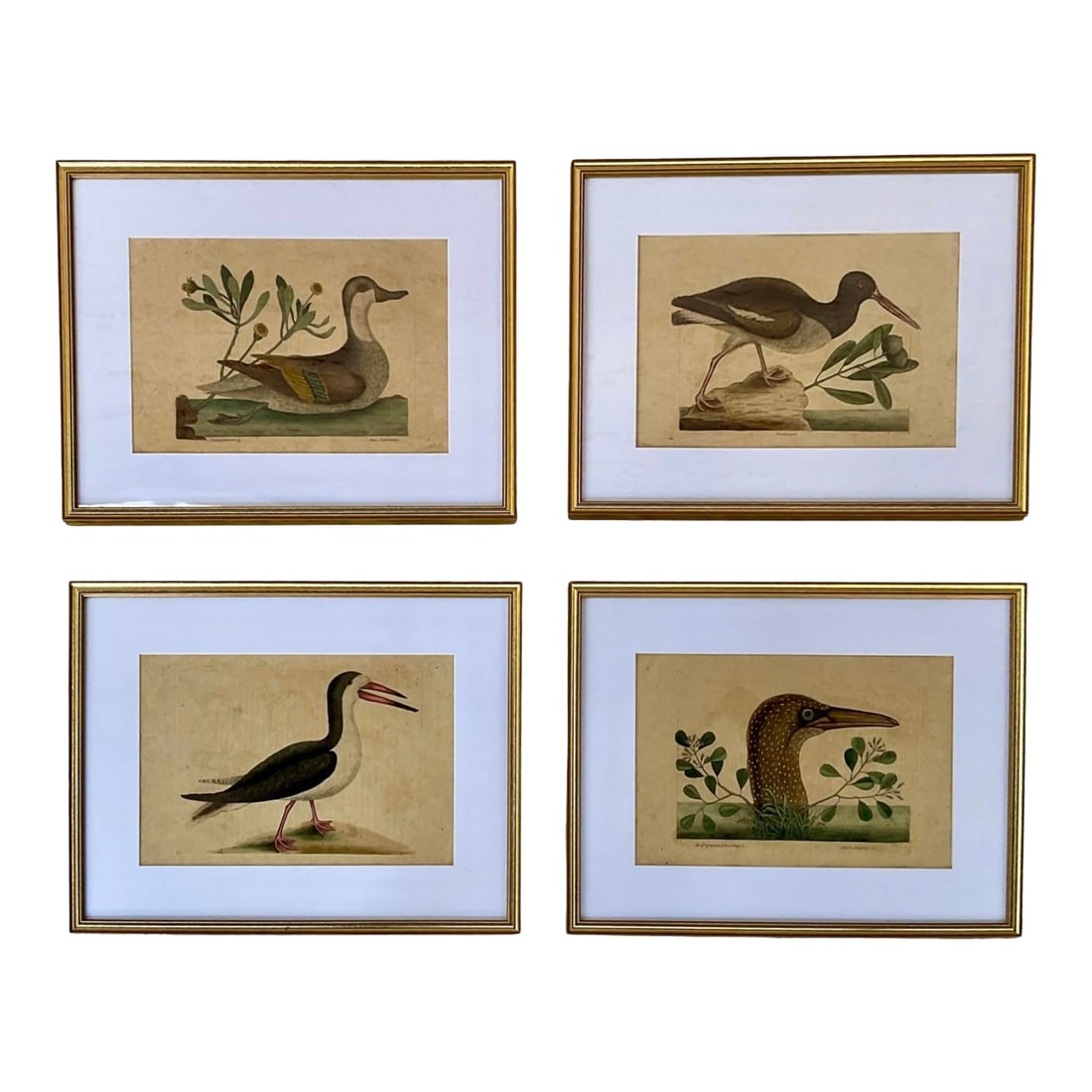 18th Century Framed Engravings by Mark Catesby, Set of Four Birds (1 of 12)