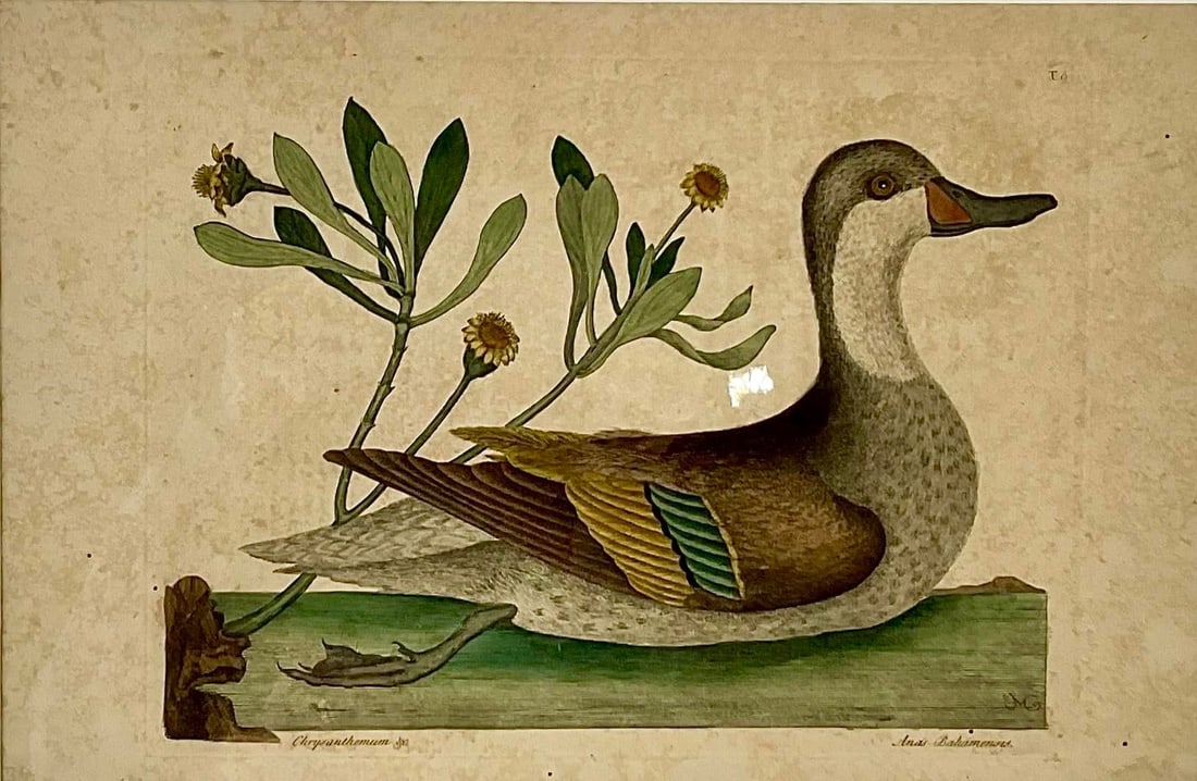 18th Century Framed Engravings by Mark Catesby, Set of Four Birds - 2