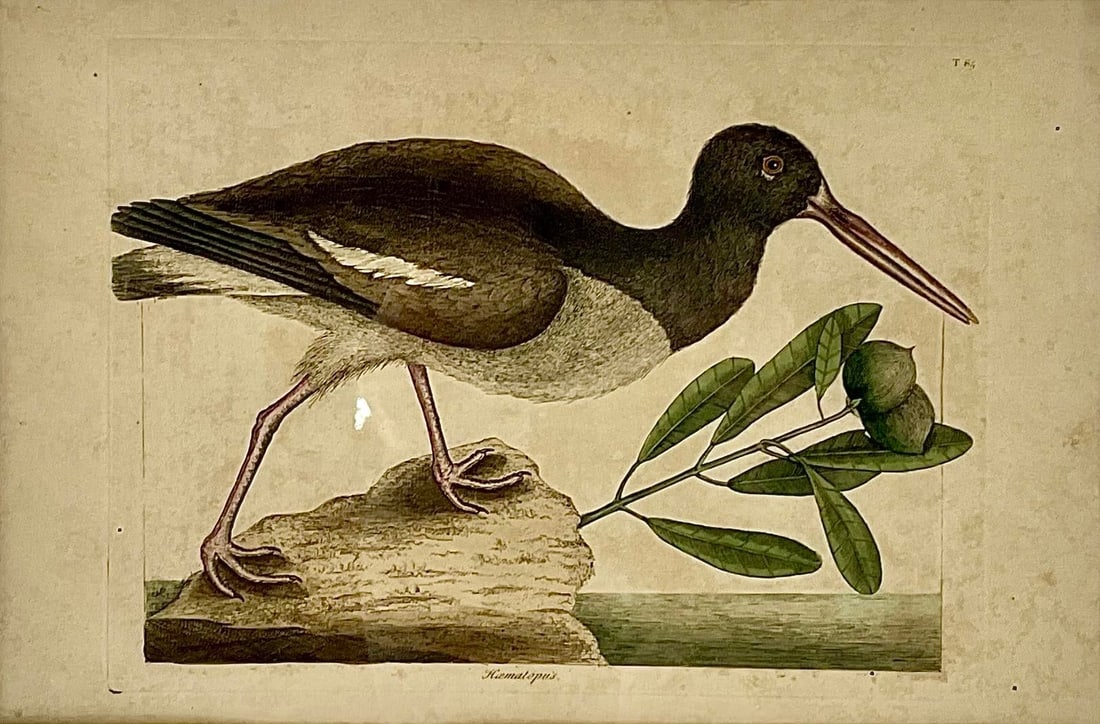 18th Century Framed Engravings by Mark Catesby, Set of Four Birds - 3