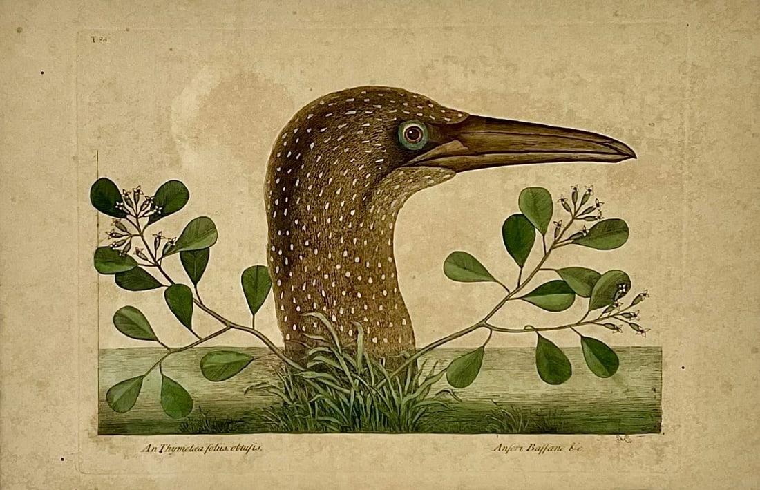 18th Century Framed Engravings by Mark Catesby, Set of Four Birds - 4
