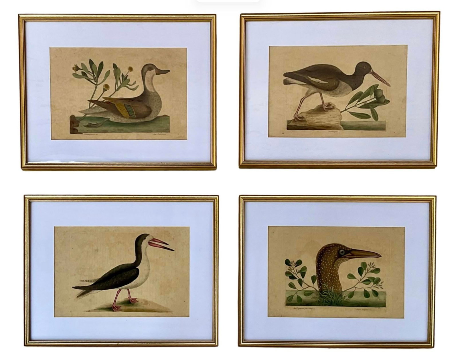 18th Century Framed Engravings by Mark Catesby, Set of Four Birds - 5