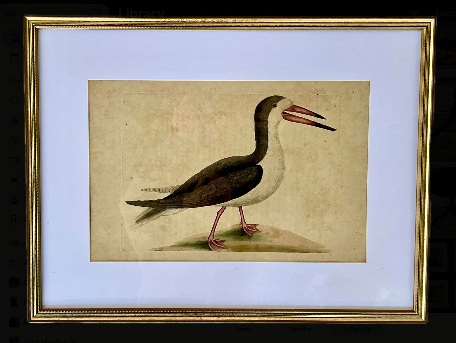18th Century Framed Engravings by Mark Catesby, Set of Four Birds - 7