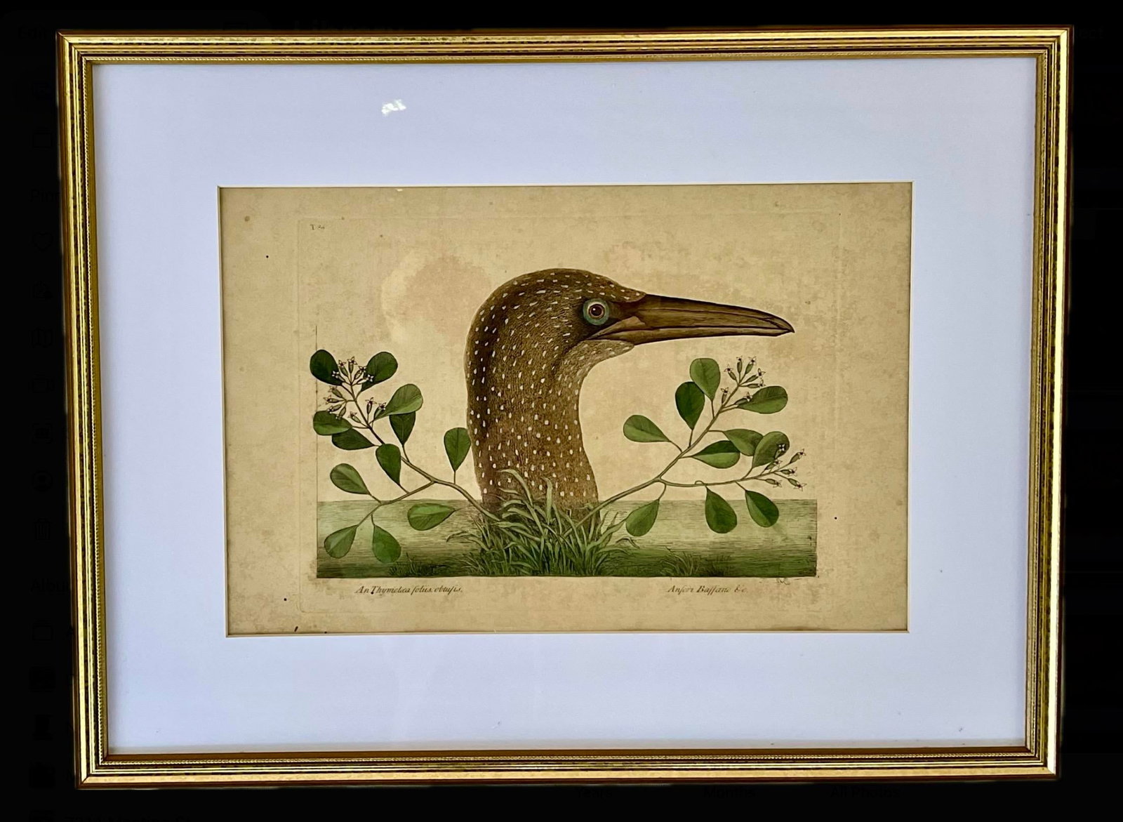 18th Century Framed Engravings by Mark Catesby, Set of Four Birds - 8