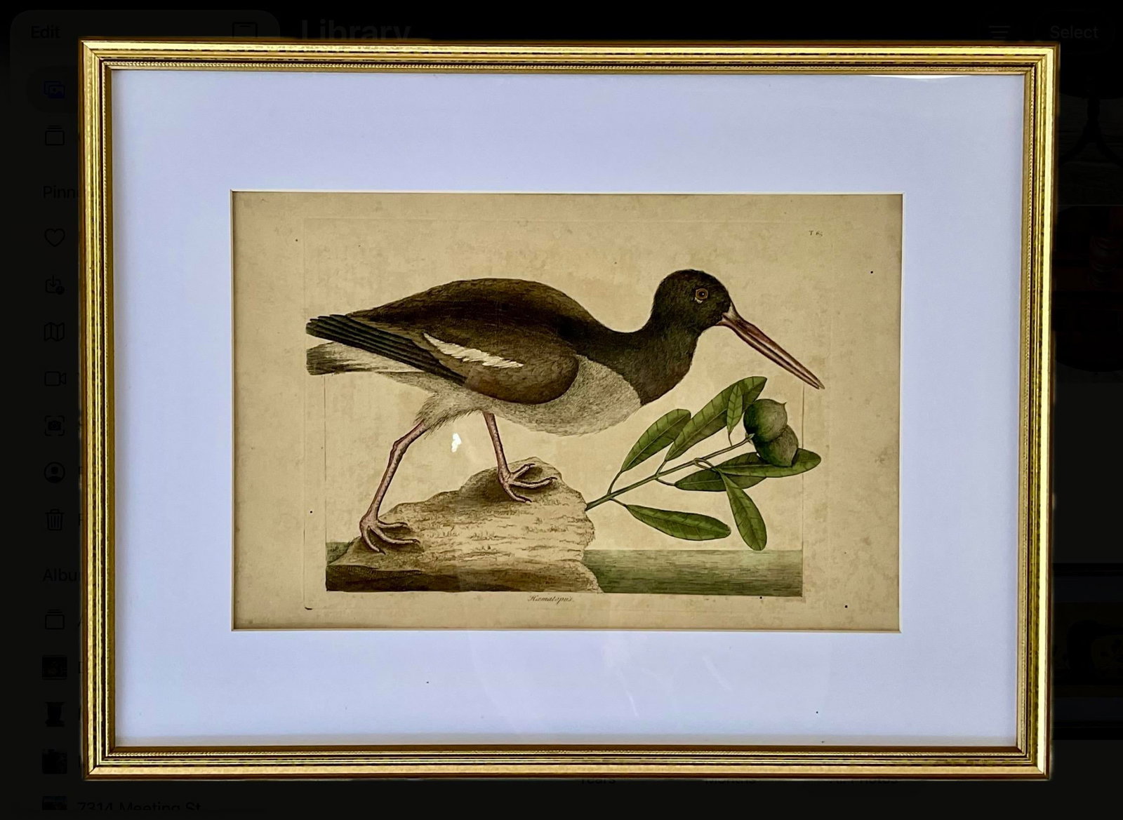 18th Century Framed Engravings by Mark Catesby, Set of Four Birds - 9