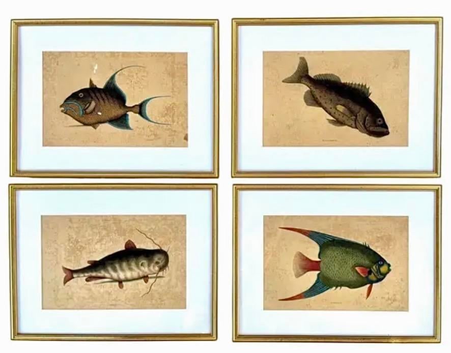 18th Century Framed Engravings by Mark Catesby, Set of Four Fish - 11