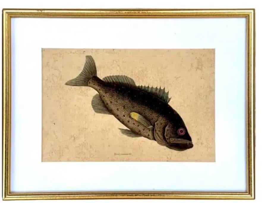 18th Century Framed Engravings by Mark Catesby, Set of Four Fish - 2