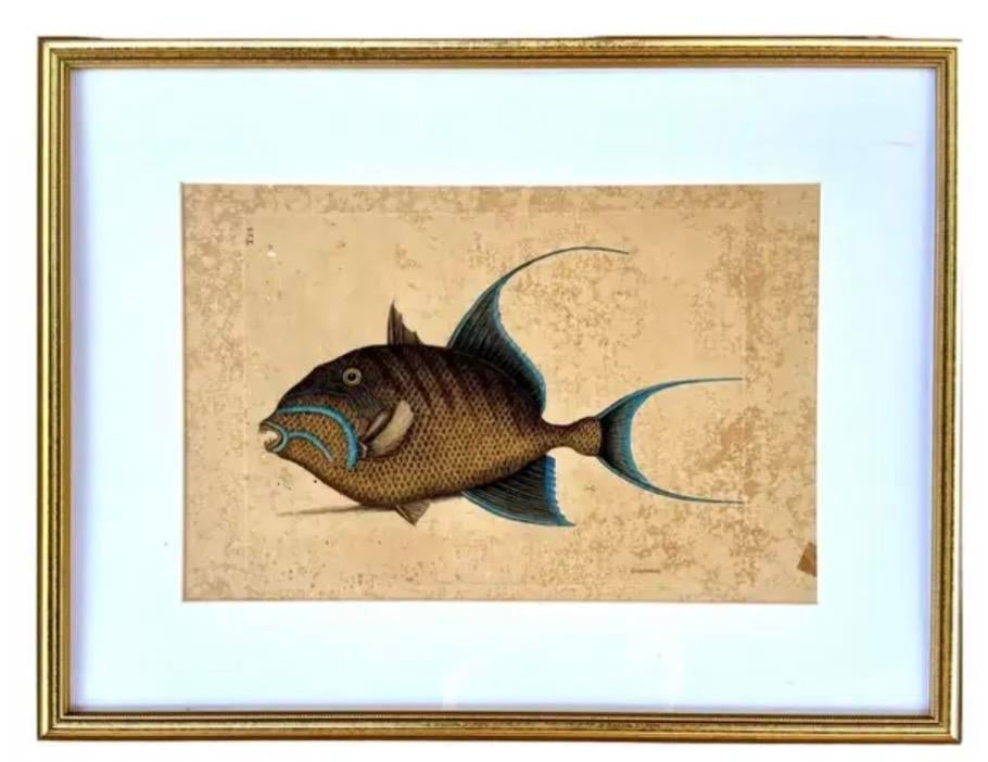 18th Century Framed Engravings by Mark Catesby, Set of Four Fish - 3