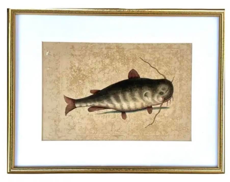 18th Century Framed Engravings by Mark Catesby, Set of Four Fish - 4