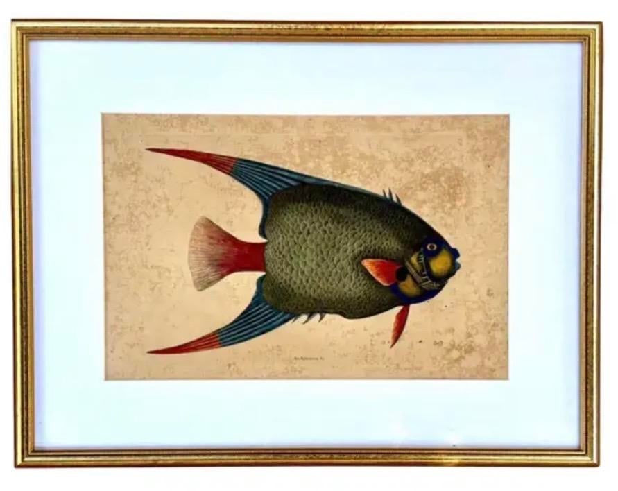 18th Century Framed Engravings by Mark Catesby, Set of Four Fish - 5
