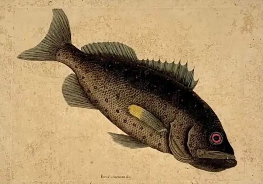 18th Century Framed Engravings by Mark Catesby, Set of Four Fish - 6