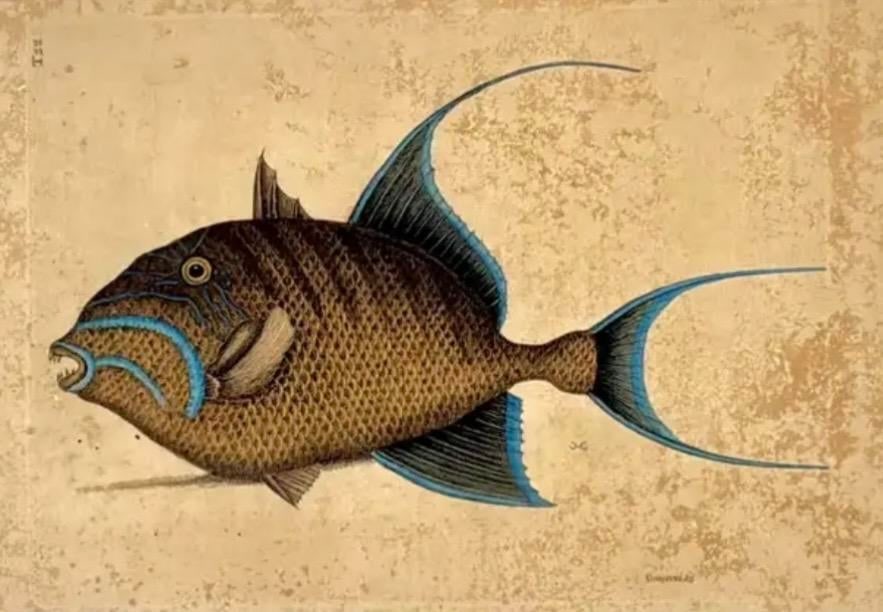 18th Century Framed Engravings by Mark Catesby, Set of Four Fish - 7