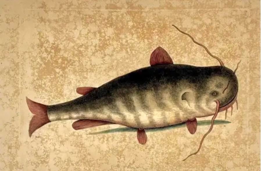 18th Century Framed Engravings by Mark Catesby, Set of Four Fish - 8