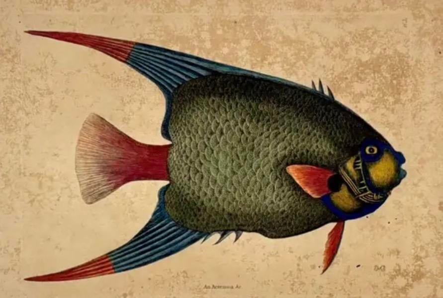 18th Century Framed Engravings by Mark Catesby, Set of Four Fish - 9