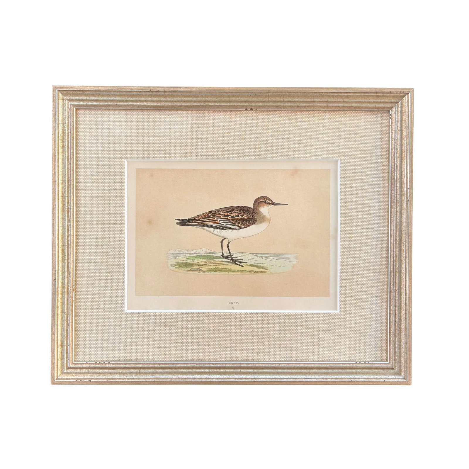 19th Century English Bird Engravings by Alexander Francis Lydon, Set 12 - 2