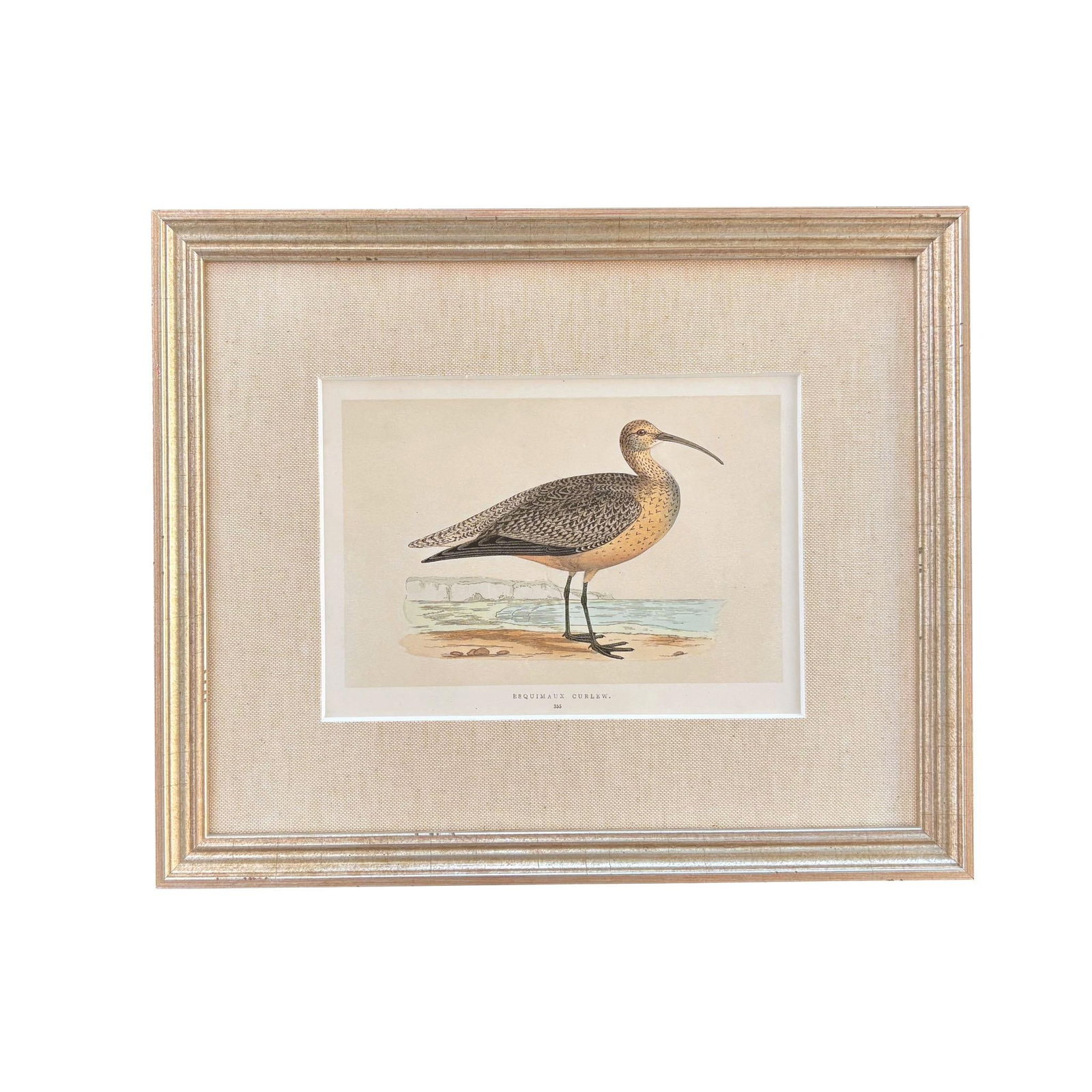 19th Century English Bird Engravings by Alexander Francis Lydon, Set 12 - 3