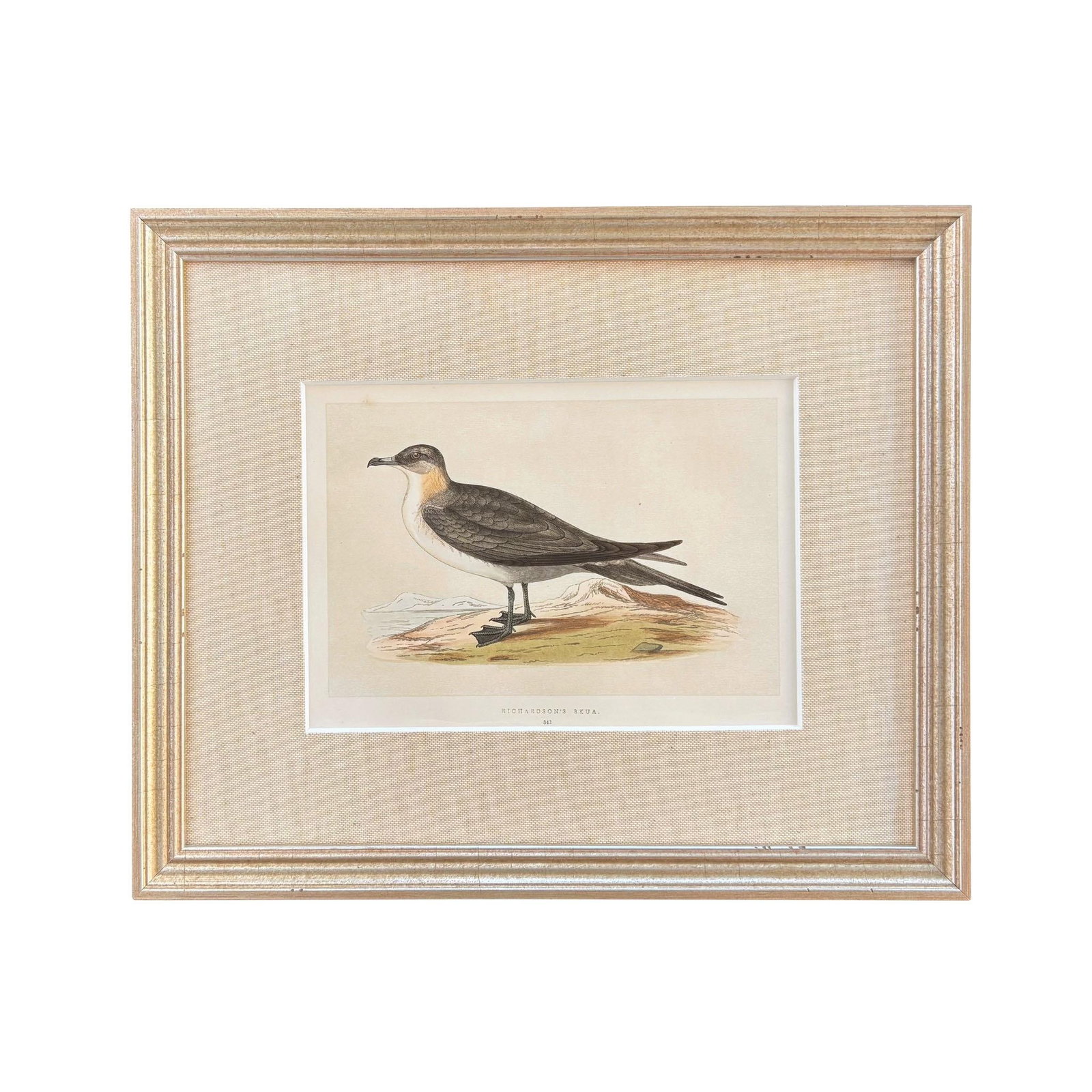 19th Century English Bird Engravings by Alexander Francis Lydon, Set 12 - 4