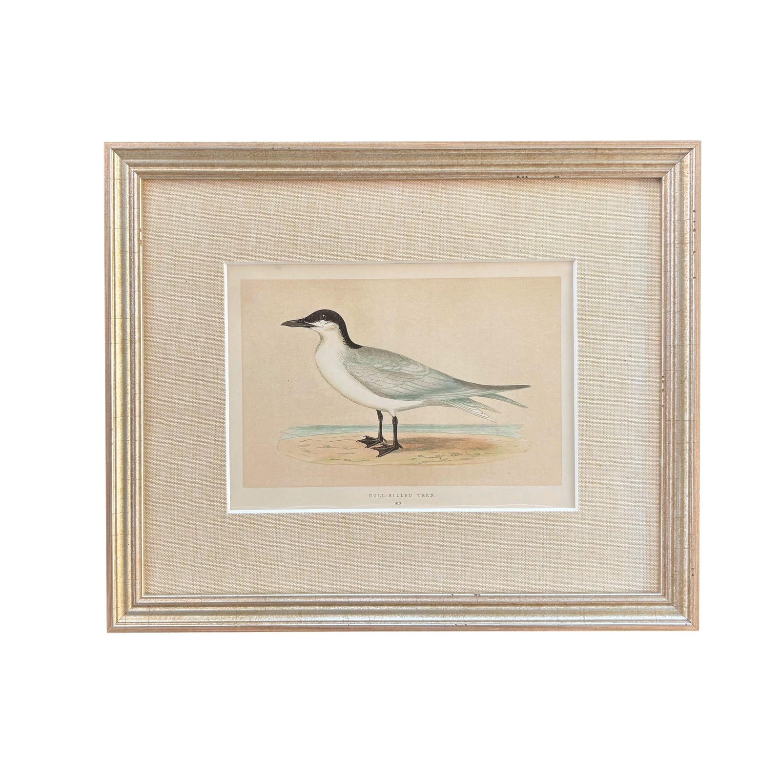 19th Century English Bird Engravings by Alexander Francis Lydon, Set 12 - 7