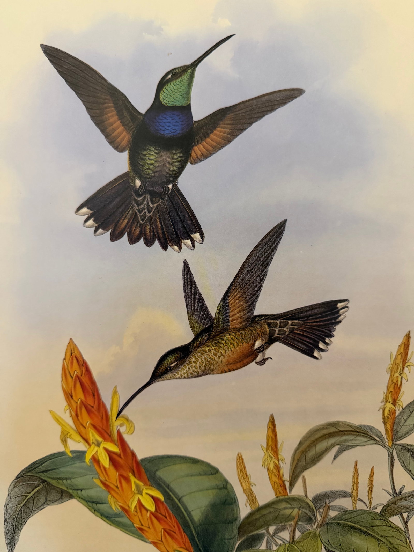 1990s Framed Print, Blue Breast or Sternoclyta Cyaneipectus (Plate 58 Hill House Edition) Reproducti - 3