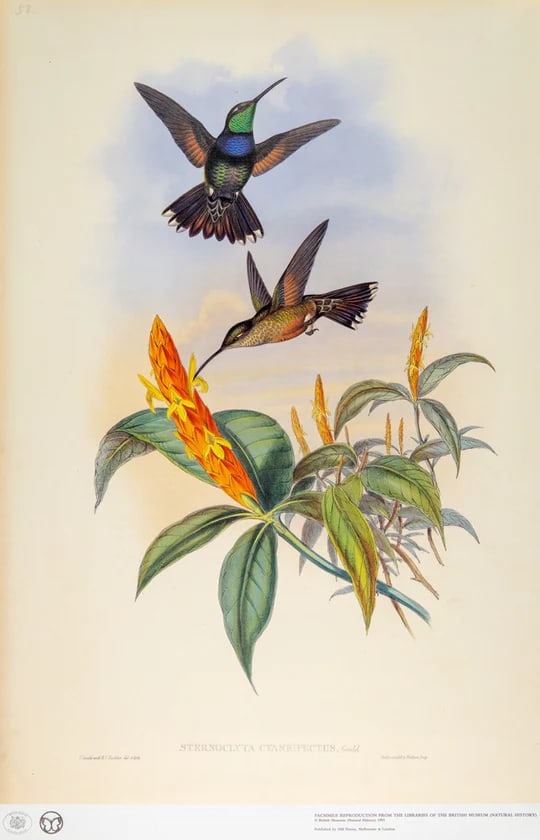 1990s Framed Print, Blue Breast or Sternoclyta Cyaneipectus (Plate 58 Hill House Edition) Reproducti - 4