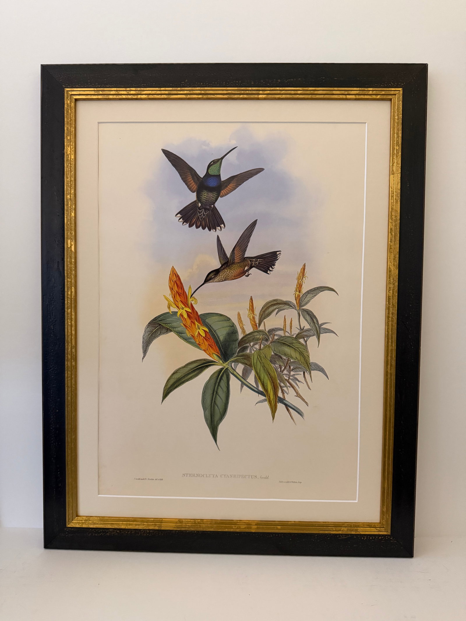 1990s Framed Print, Blue Breast or Sternoclyta Cyaneipectus (Plate 58 Hill House Edition) Reproducti - 9